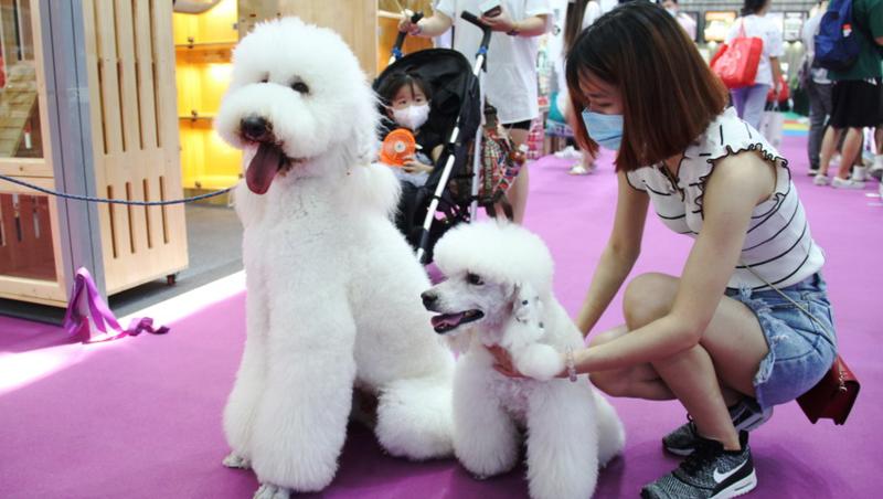 周末來這里！2020年深圳寵物展開幕 “寵物經濟”有“錢”途