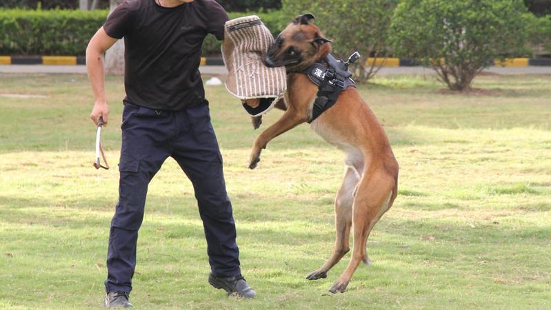 寵TA丨沒法競拍到淘汰警犬？說不定是好事兒！