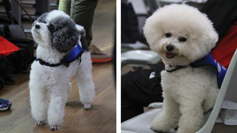 全國首個高校常駐治療犬有望落地深圳！不會說話的“醫(yī)生”備受期待